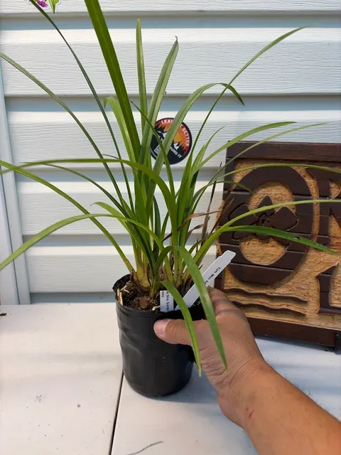 Cymbidium Miss Saigon (Cymbidium)