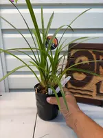 Cymbidium Miss Saigon