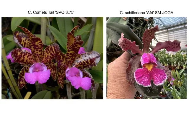 Cattleya Comets Tail 'Super Nice' 4n × schilleriana 'Afri'