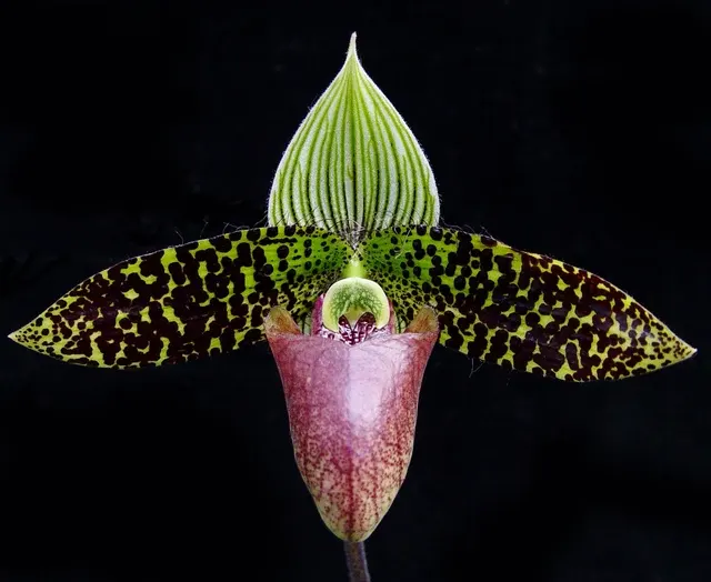 Paphiopedilum sukhakulii (Paphiopedilum)