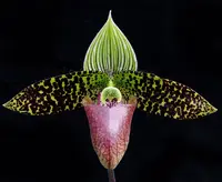 Paph. sukhakulii ('Chuck Meyers' x 'Japan 517')