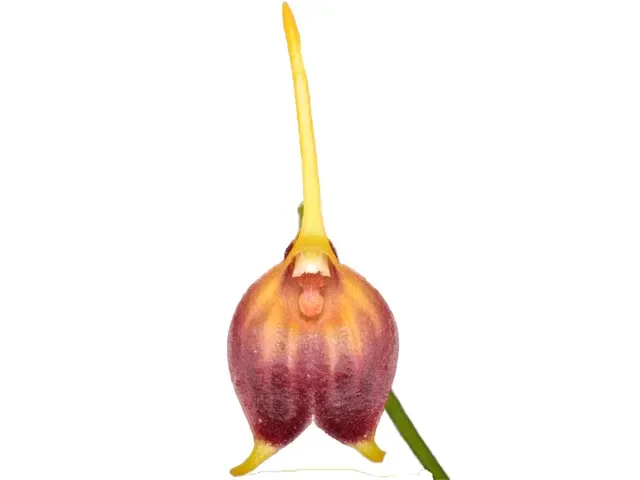 Masdevallia sanctae-fidei (Masdevallia)
