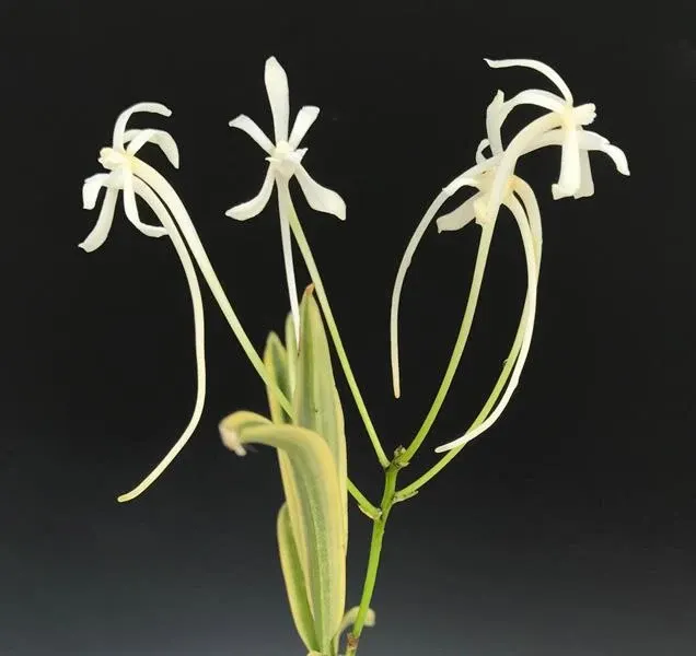 Neofinetia falcata 'Gekkeikan' (Neofinetia)
