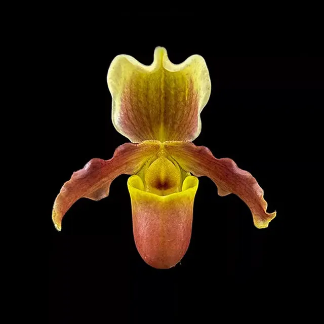 Paphiopedilum helenae x Unknown (Paphiopedilum)