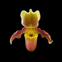 [Bare-root] #PH# Paph. barbigerum x glaucophyllum 胡花生 [2.4" NBS][Oct in stock 26]