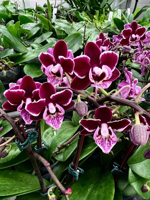 Phalaenopsis lianher Cranberry 'ChaCha'