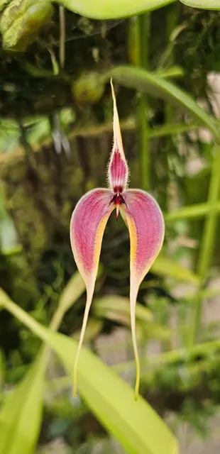 Bulbophyllum maxillaire
