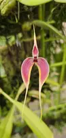 Bulbophyllum maxillaire