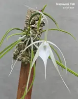 Brassavola Yaki (appendiculata x nodosa)