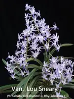 Van. Lou Sneary (V. falcata 'Kokakuden' x Rhy. coelestis 'Ching Hua Blue') (NE 1) (Hybrid) Van.=Vandachostylis / Rhy.=Rhynchostylis