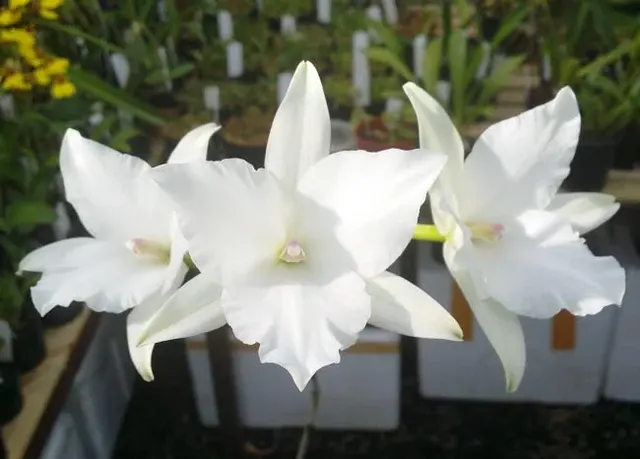 Laelia anceps 'White Marble'