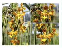Trichocentrum stacyi ‘Big Plant’ — No
