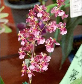 Oncidium Taiflor Ruby 'TN5 CYY' (Oncidium)