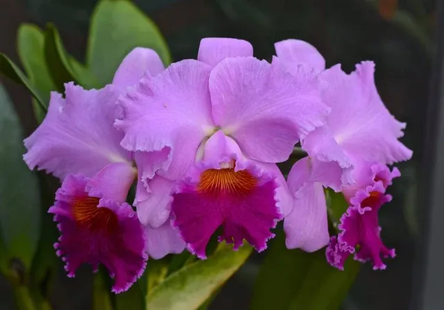 Cattleya Bonanza Queen Panamint