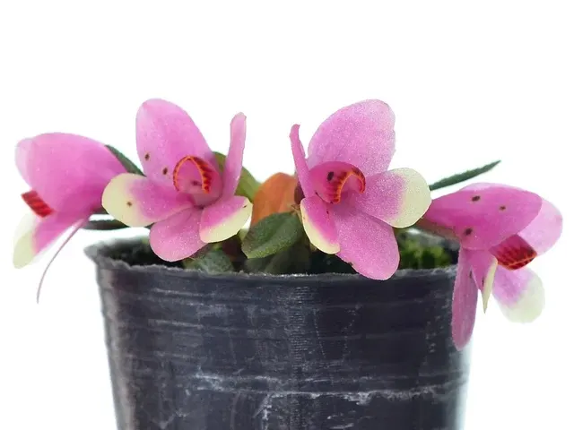 Dendrobium cuthbertsonii f bicolor (Dendrobium)