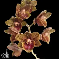 FDK. After Dark 'Baker's Cheetah' 獵豹