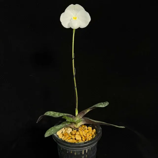 Paphiopedilum niveum (Paphiopedilum)