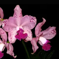 Cattleya amethystoglossa