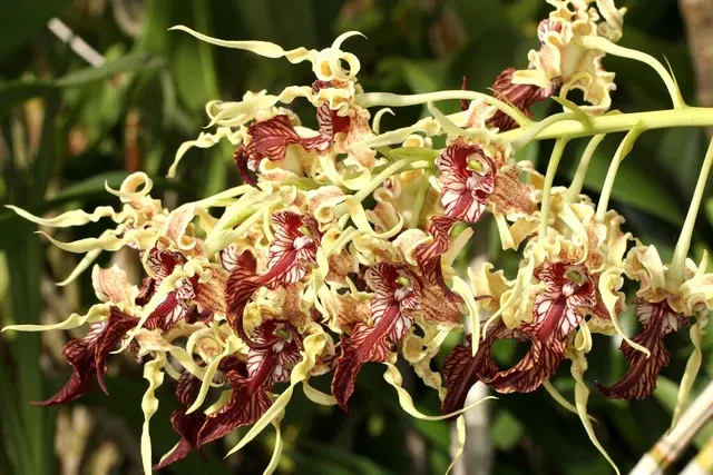 Dendrobium spectabile 'Bizarre' × spectabile 'Taiwan'
