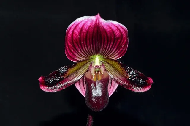 Paphiopedilum Senne Calle