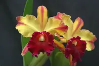 Blc. (Toshie Aoki `Piz' x Candelario Garcia `AL') 2.5" Pot