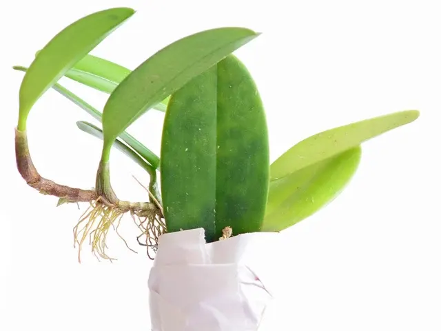 Bulbophyllum baileyi (Bulbophyllum)