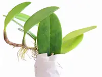 Bulbophyllum baileyi