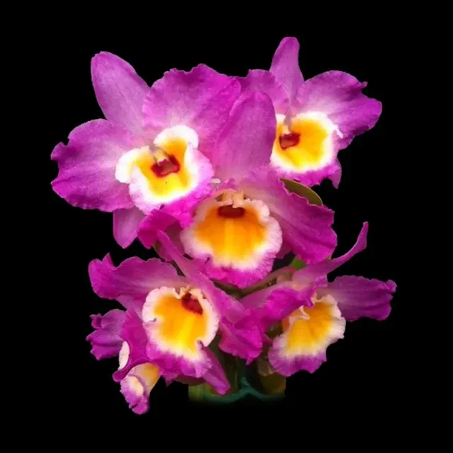 Dendrobium Wave King