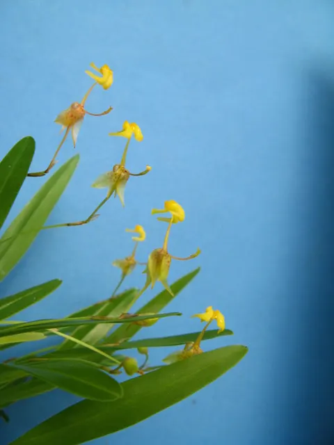 Sigmatostalix unguiculata (Sigmatostalix)