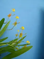 Sigmatostalix unguiculata