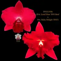 Cattleya Orchid Hybrid SVO11936 (Pot. Loud Nine 'SVO Best' x Pot. Ruby Delight 'SVO')
