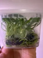 Link to Catasetum Flasks