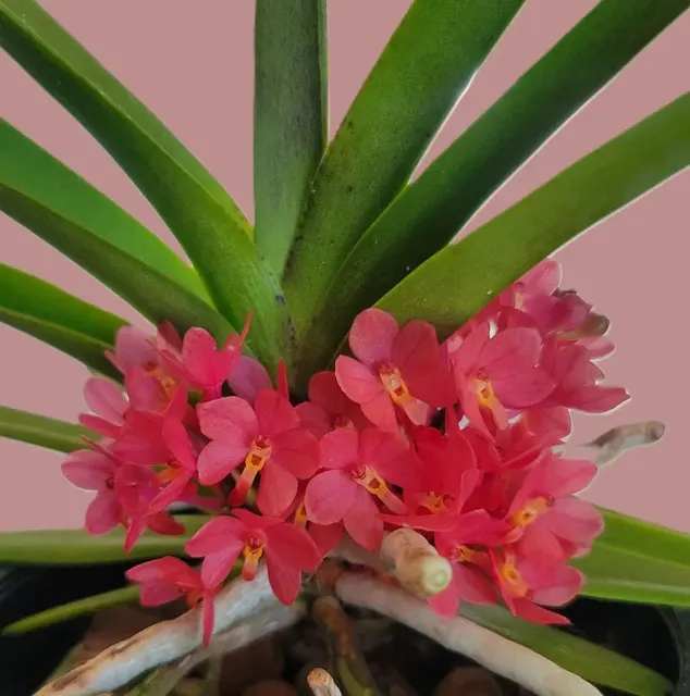 Ascocentrum ampullaceum x 'Pink'