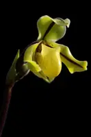 Paphiopedilum druyii ('Indian Runner' x 'Bear')