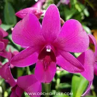 Dendrobium Ruby Red X Sakda Beauty Orchid plant - BS