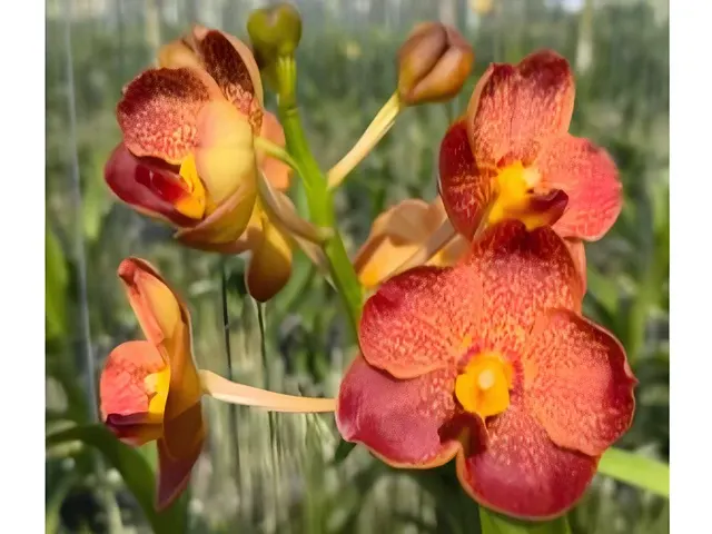 Vanda Brighton Sunset (Vanda)