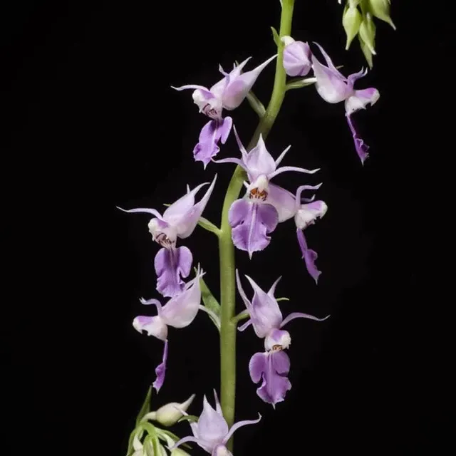 Calanthe puberula (Calanthe)