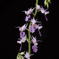 Calanthe puberula (Soft Calanthe Orchid)