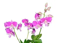 Dendrobium Hawaii Stripes