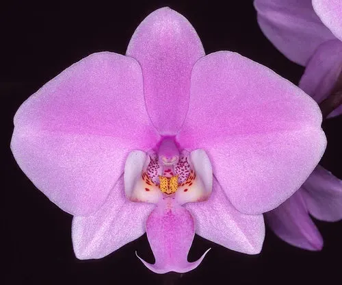 Phalaenopsis Schilleriana 'Lupaa'