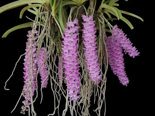 Rhynchostylis retusa pink × sib