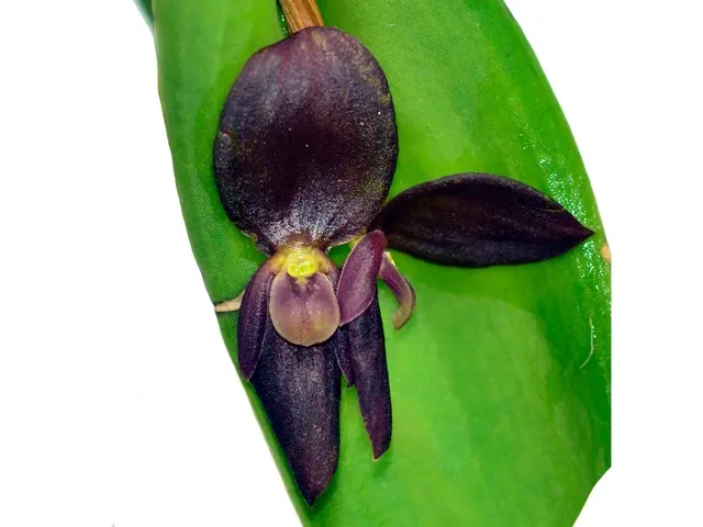 Pleurothallis Ecuagenera Perfection (Pleurothallis)