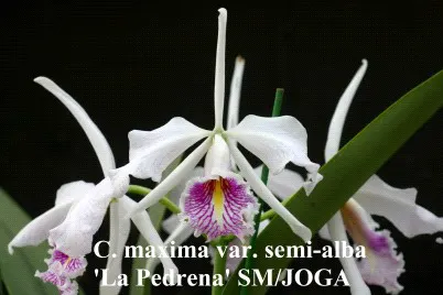 Brassocattleya Tetramaxim (Brassocattleya)