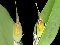 Restrepia mendozae