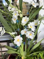 Miltoniopsis Rene Komoda — Not Currently In Bloom or Spike