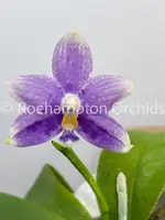 Phal. LL Blue Wave — Blooming size (Leaf discolouration/ imperfections)