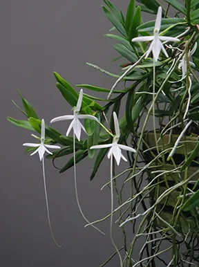 Jumellea comoroense (Jumellea)