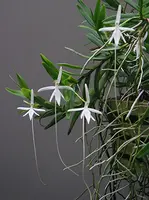 Jumellea comoroense