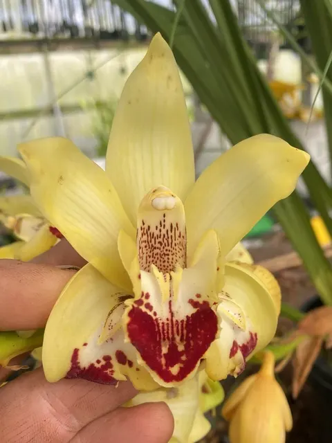 Cymbidium Elusive Cleo 'Tony’s Pick' (Cymbidium)