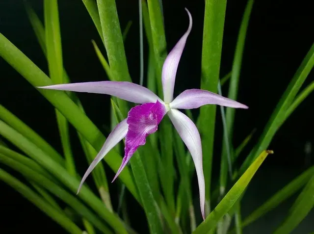 Brassocattleya Amethyst (Brassocattleya)